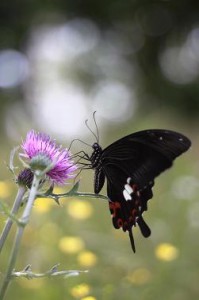 img_4889